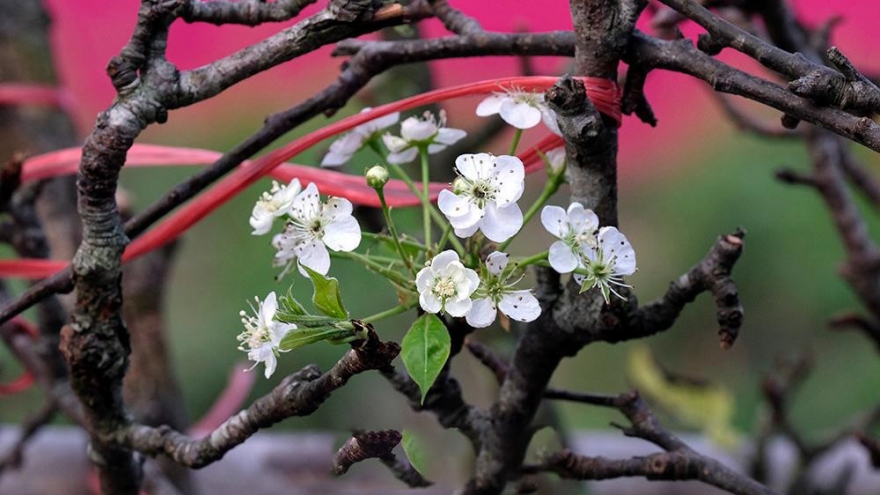 Streets of Hanoi covered in stunning wild pear flowers ahead of Tet